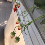 令和5年2月16日　わーくあっぷ瑞穂　いちご狩りイベント