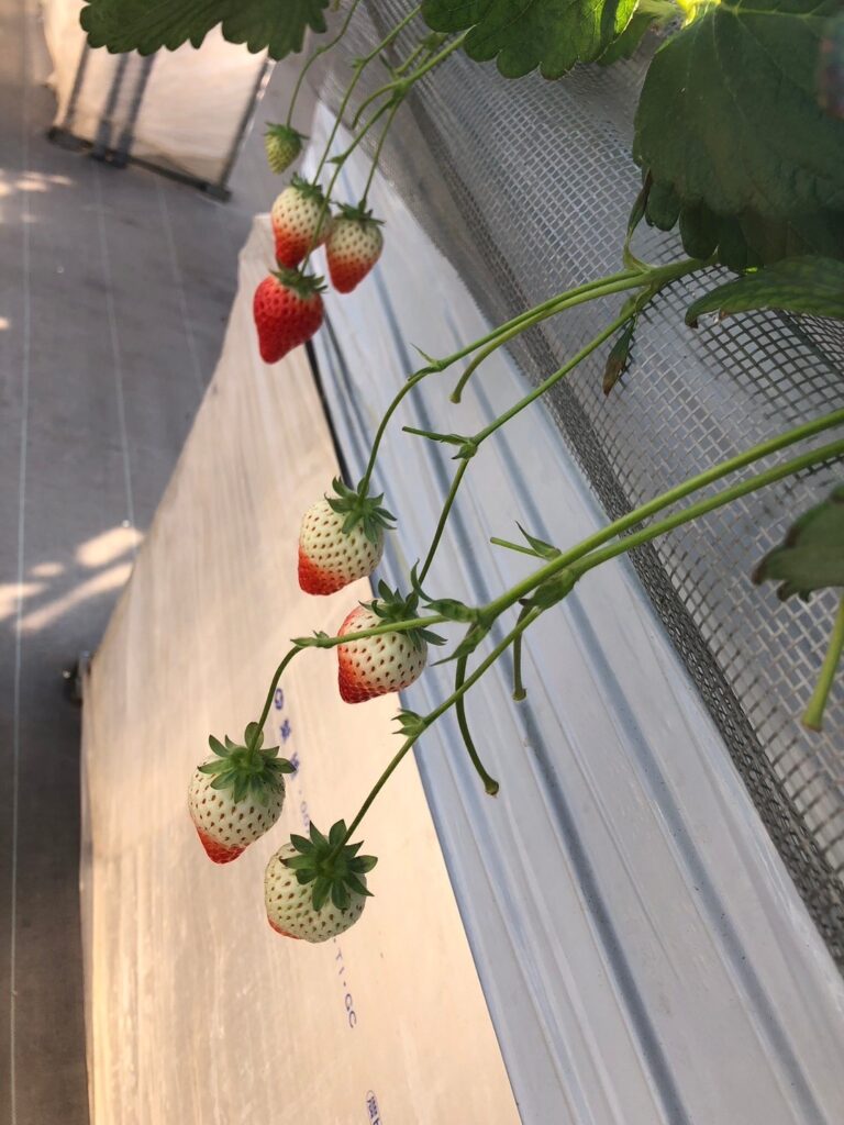 令和5年2月16日　わーくあっぷ瑞穂　いちご狩りイベント