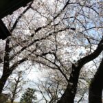 令和5年3月30日、31日わーくあっぷ全事業所開催　お花見イベント