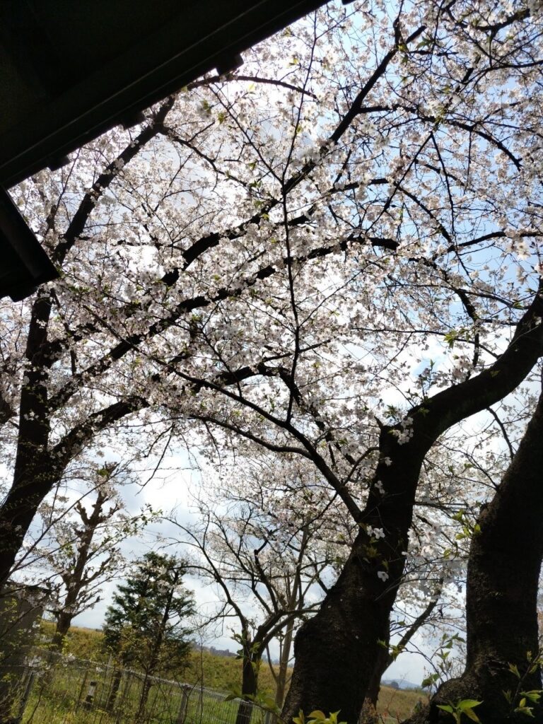 令和5年3月30日、31日わーくあっぷ全事業所開催　お花見イベント