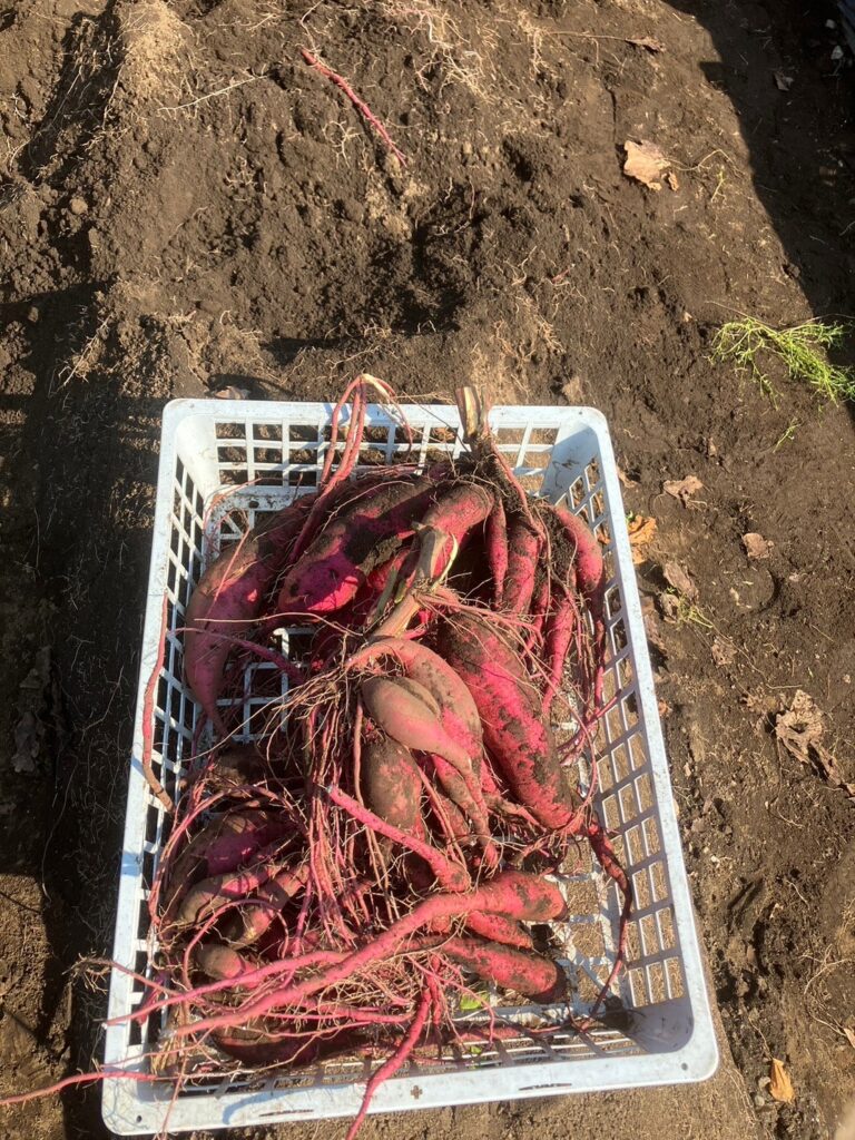 令和5年9月28日　わーくあっぷ瑞穂　芋掘りイベント