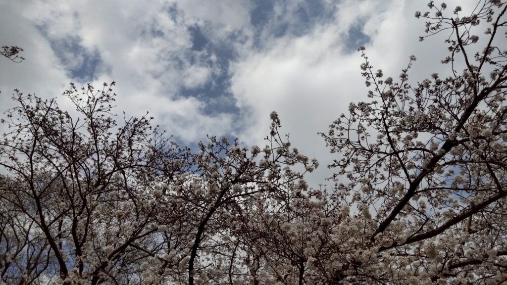 令和7年4月　わーくあっぷ瑞穂　バーベキューイベント＆お花見