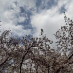 令和7年4月 わーくあっぷ瑞穂 バーベキューイベント&お花見