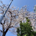 令和8年4月　わーくあっぷイベント　お花見＆バーベキュー