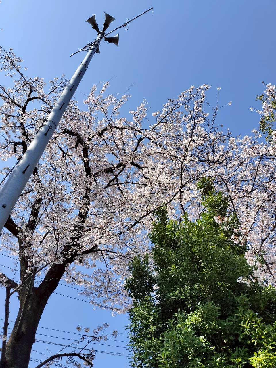 令和8年4月　わーくあっぷイベント　お花見＆バーベキュー